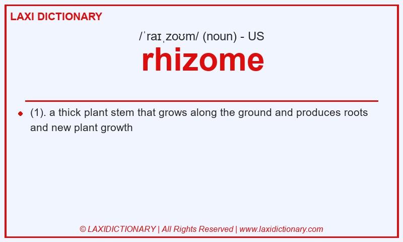 Definition rhizome in American English