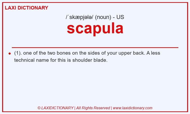 Definition scapula in American English