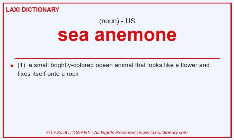 Definition sea anemone in American English
