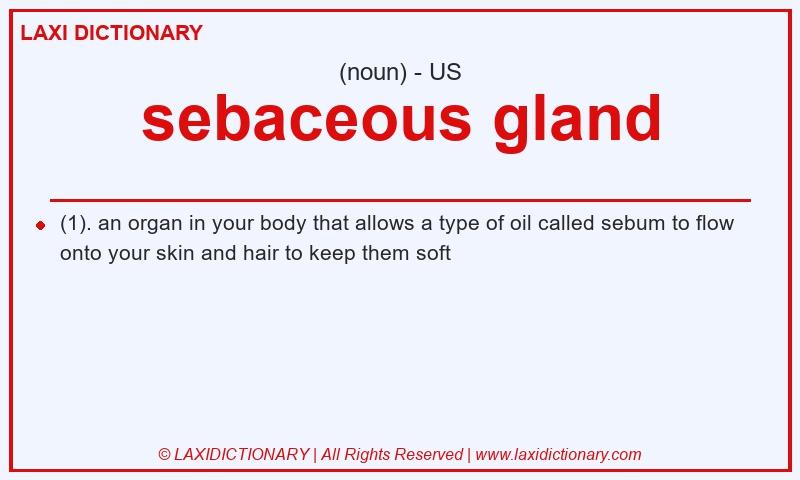 Definition sebaceous gland in American English
