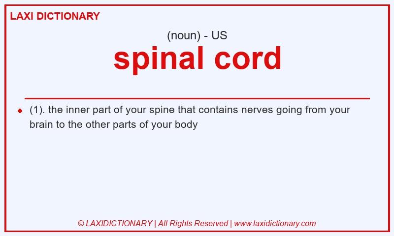 Definition spinal cord in American English