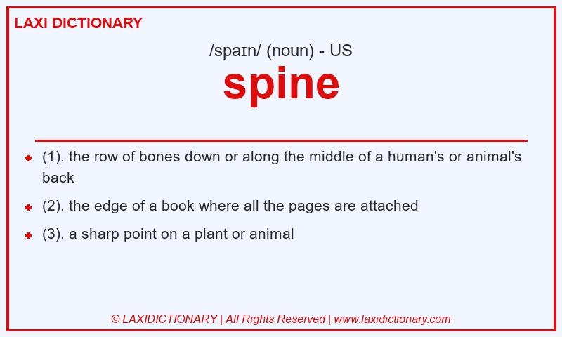 Definition spine in American English