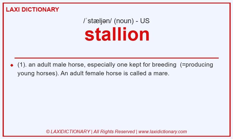 Definition stallion in American English