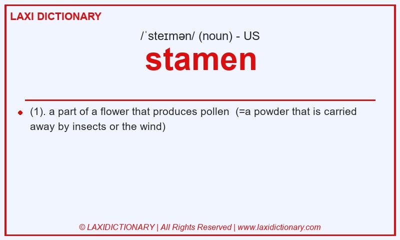 Definition stamen in American English