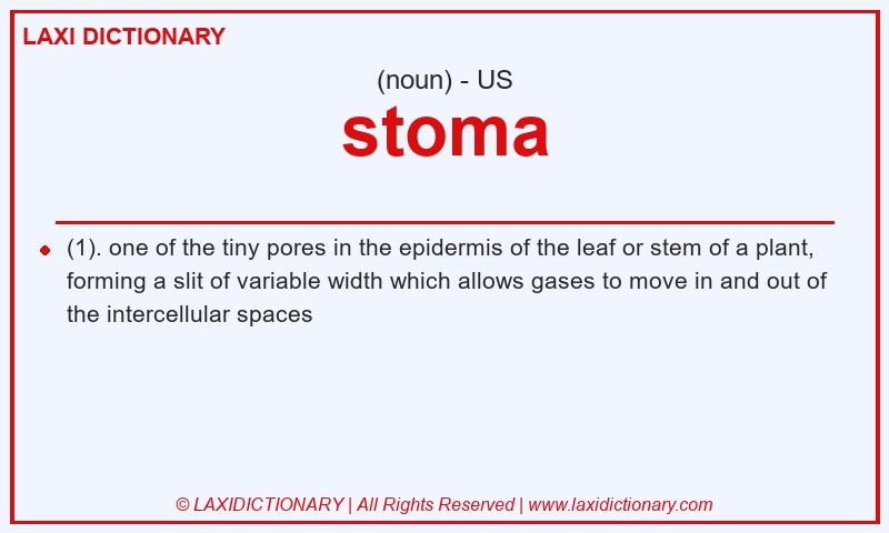 Definition stoma in American English
