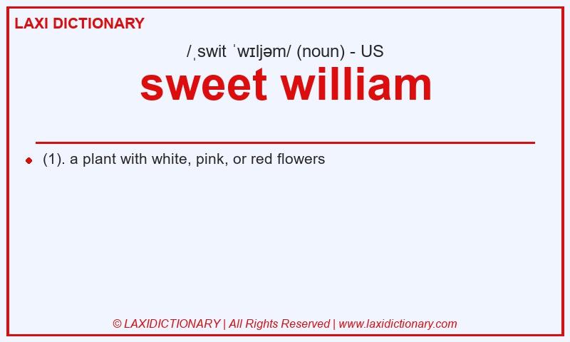 Definition sweet william in American English