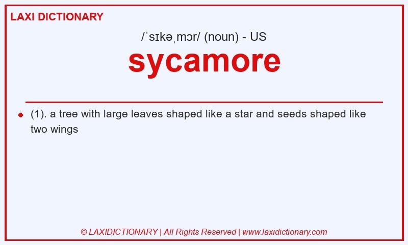 Definition sycamore in American English