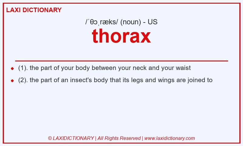 Definition thorax in American English