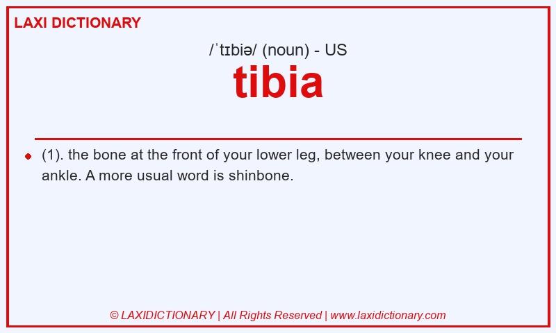 Definition tibia in American English