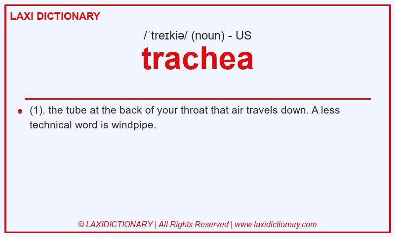Definition trachea in American English