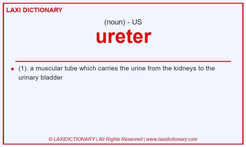 Definition ureter in American English