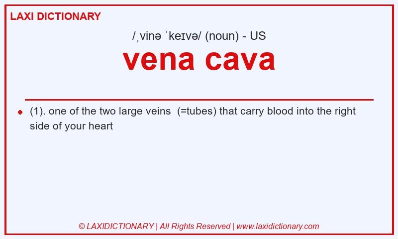 Definition vena cava in American English