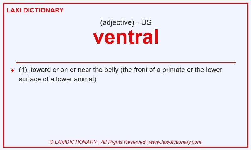 Definition ventral in American English