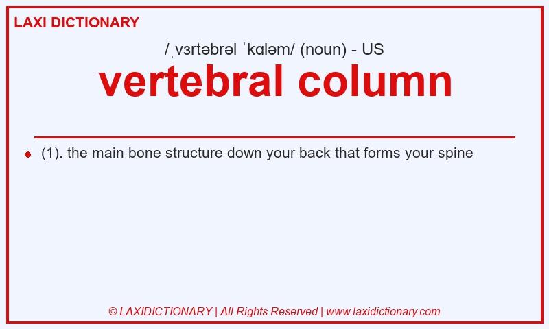 Definition vertebral column in American English