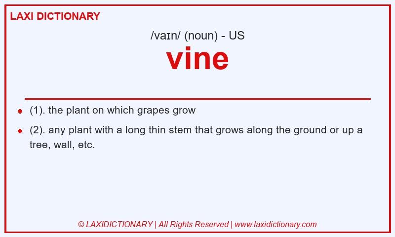 Definition vine in American English