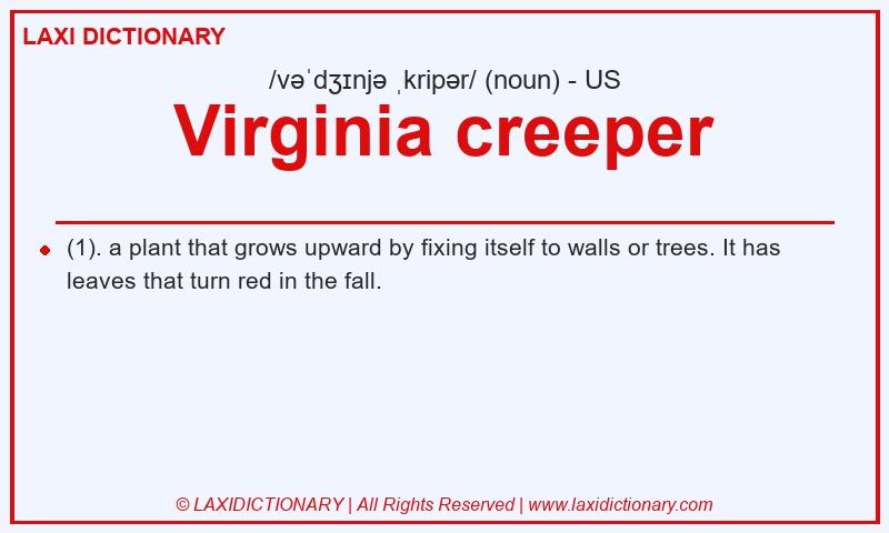 Definition Virginia creeper in American English