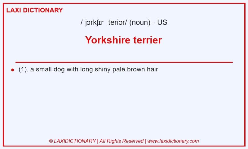 Definition Yorkshire terrier in American English