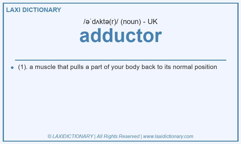 Definition adductor in British English