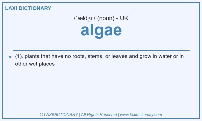 Definition algae in British English