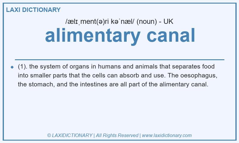 Definition alimentary canal in British English