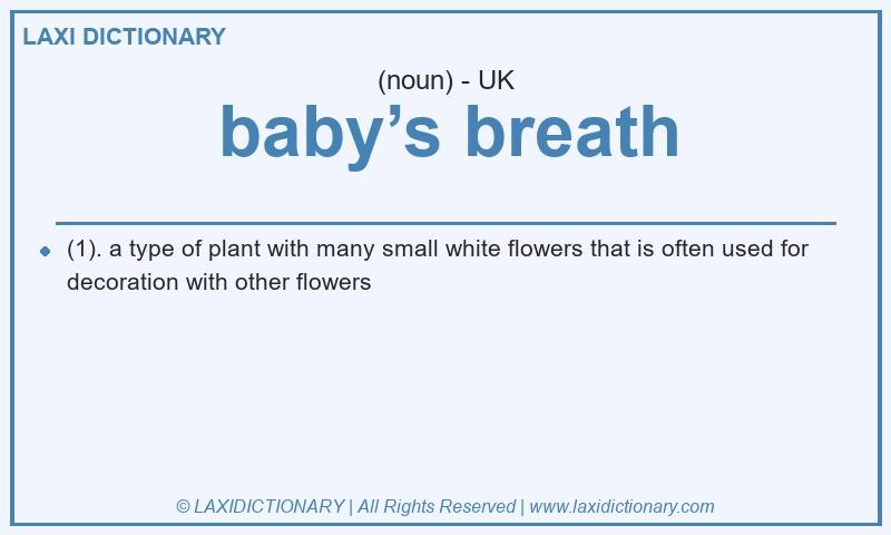 Definition baby’s breath in British English