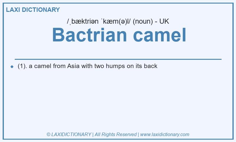 Definition Bactrian camel in British English