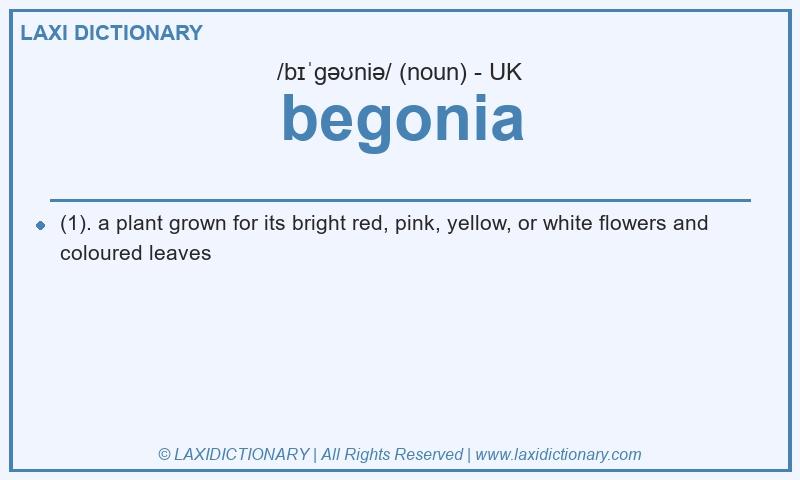 Definition begonia in British English