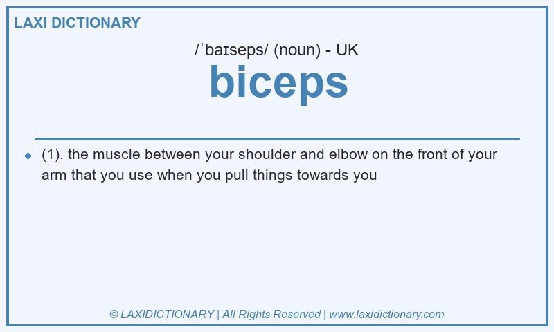 Definition biceps in British English