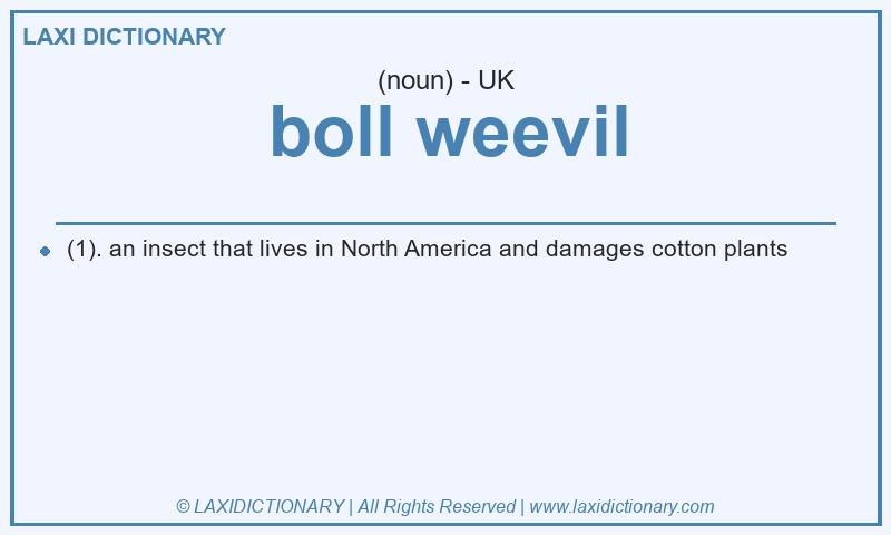 Definition boll weevil in British English