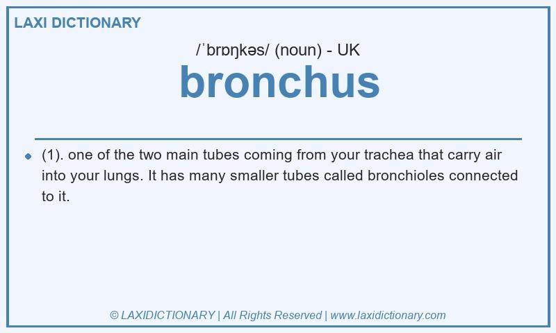 Definition bronchus in British English