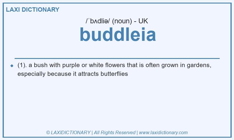 Definition buddleia in British English