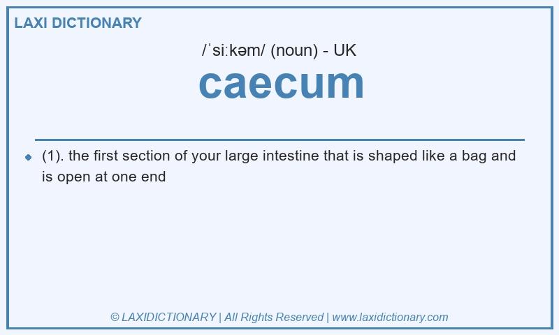 Definition caecum in British English