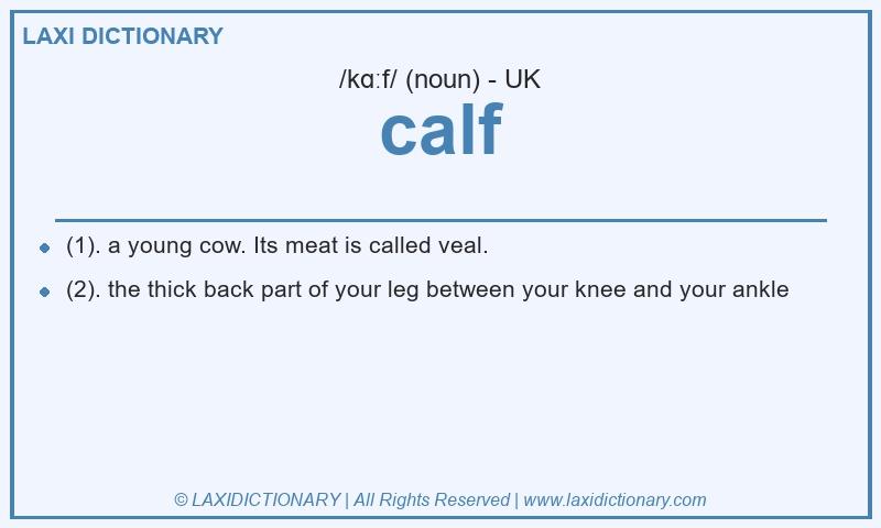 Definition calf in British English