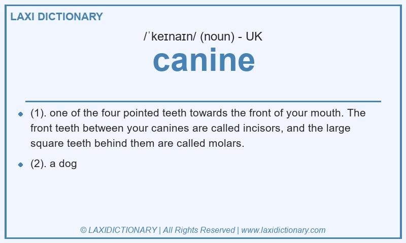 Definition canine in British English