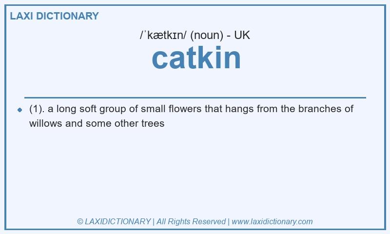 Definition catkin in British English