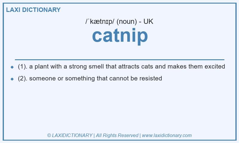 Definition catnip in British English