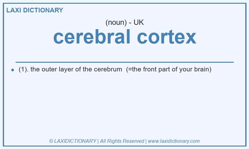 Definition cerebral cortex in British English