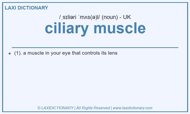 Definition ciliary muscle in British English