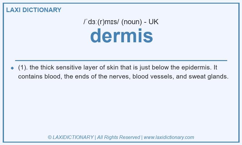 Definition dermis in British English