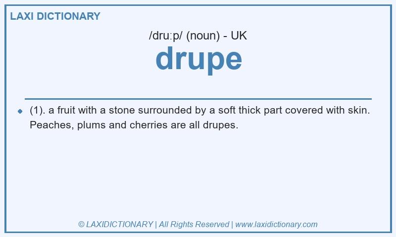 Definition drupe in British English