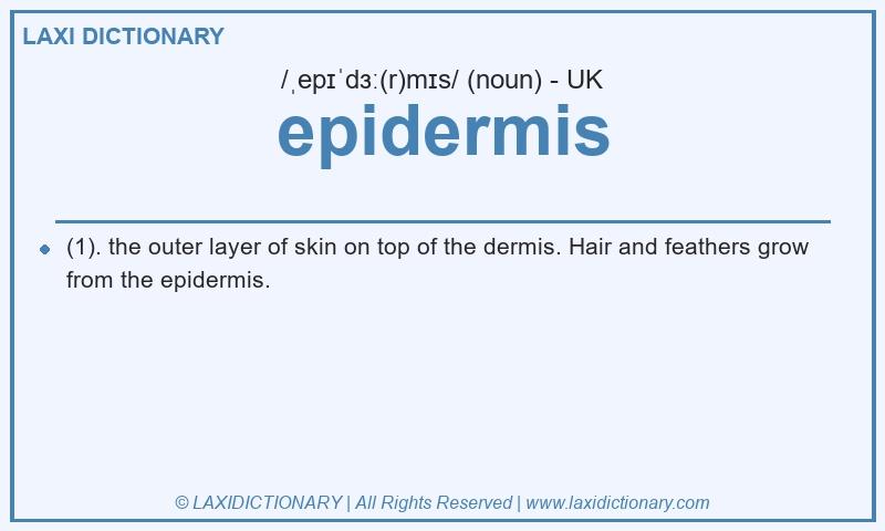 Definition epidermis in British English
