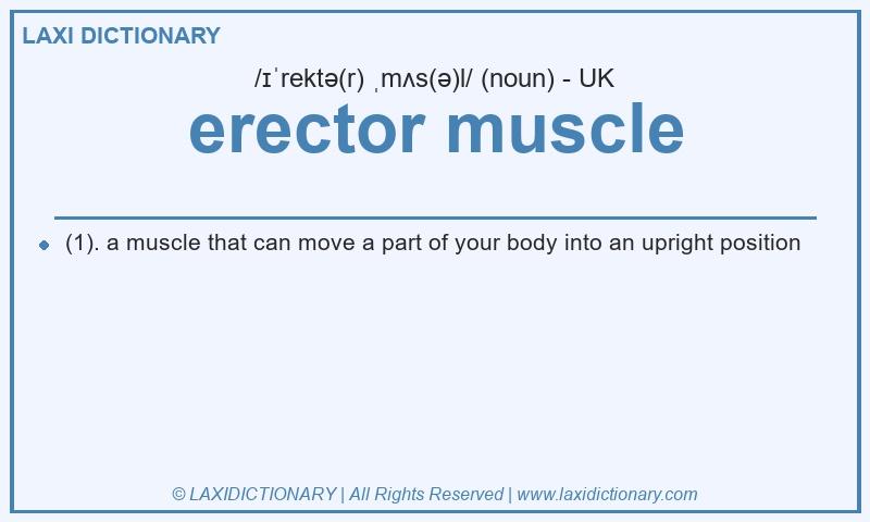 Definition erector muscle in British English