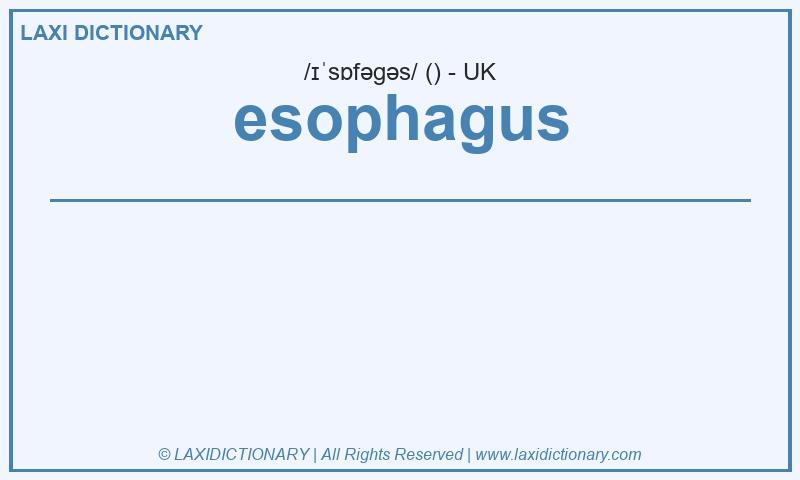 Definition esophagus in British English