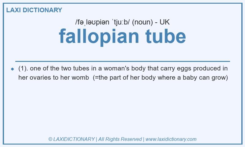 Definition fallopian tube in British English