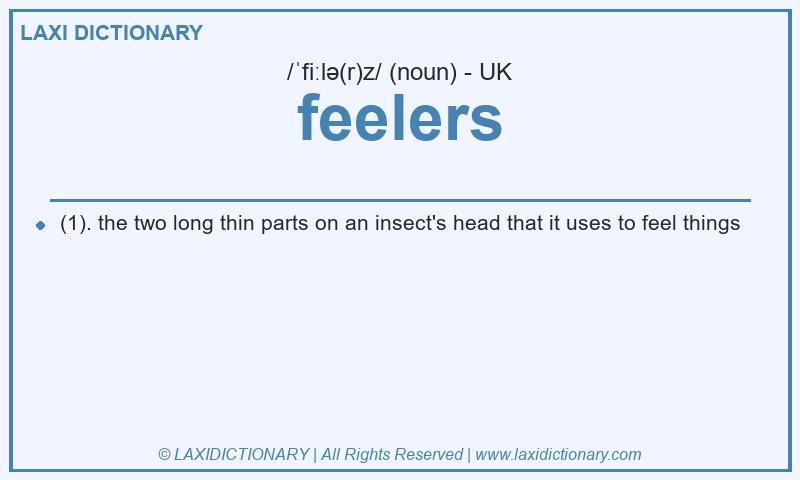 Definition feelers in British English