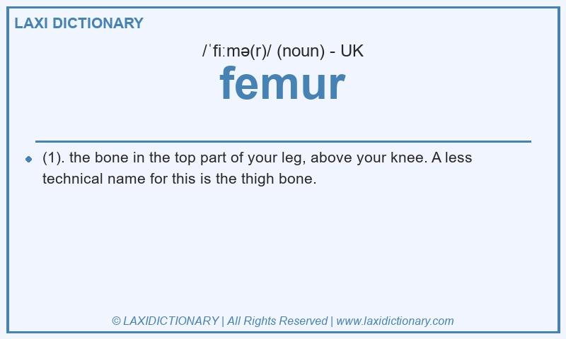 Definition femur in British English