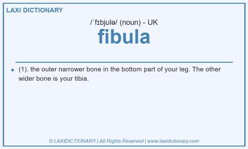 Definition fibula in British English