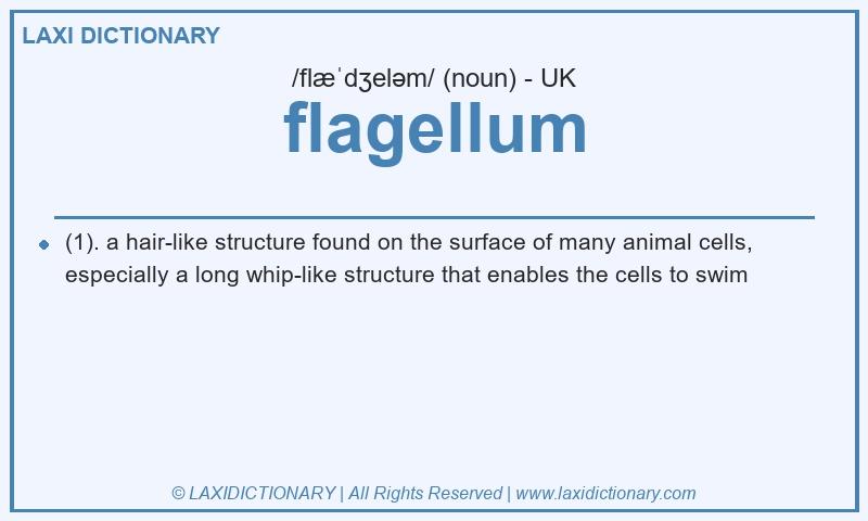 Definition flagellum in British English