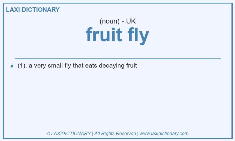 Definition fruit fly in British English