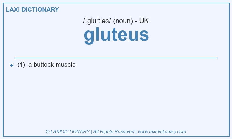 Definition gluteus in British English